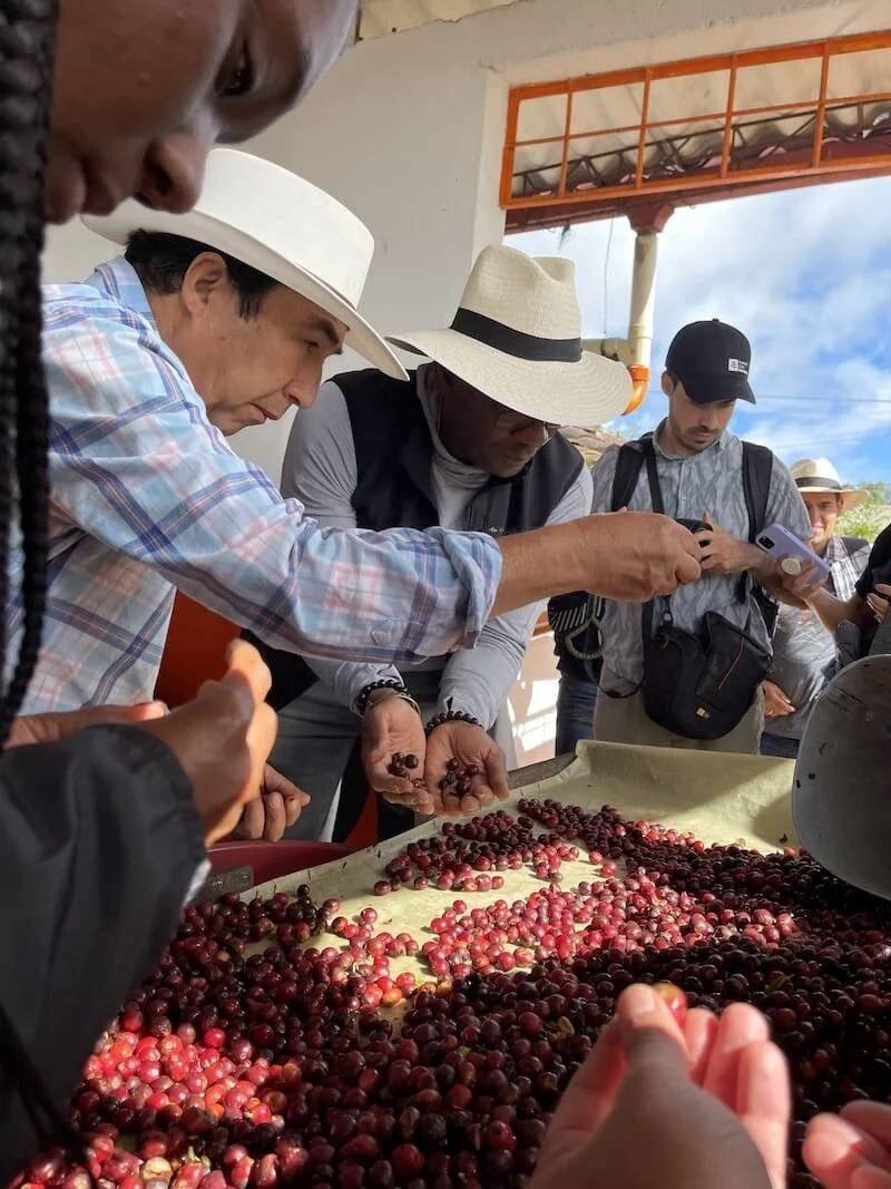Ripe coffee cherries on the branch at origin